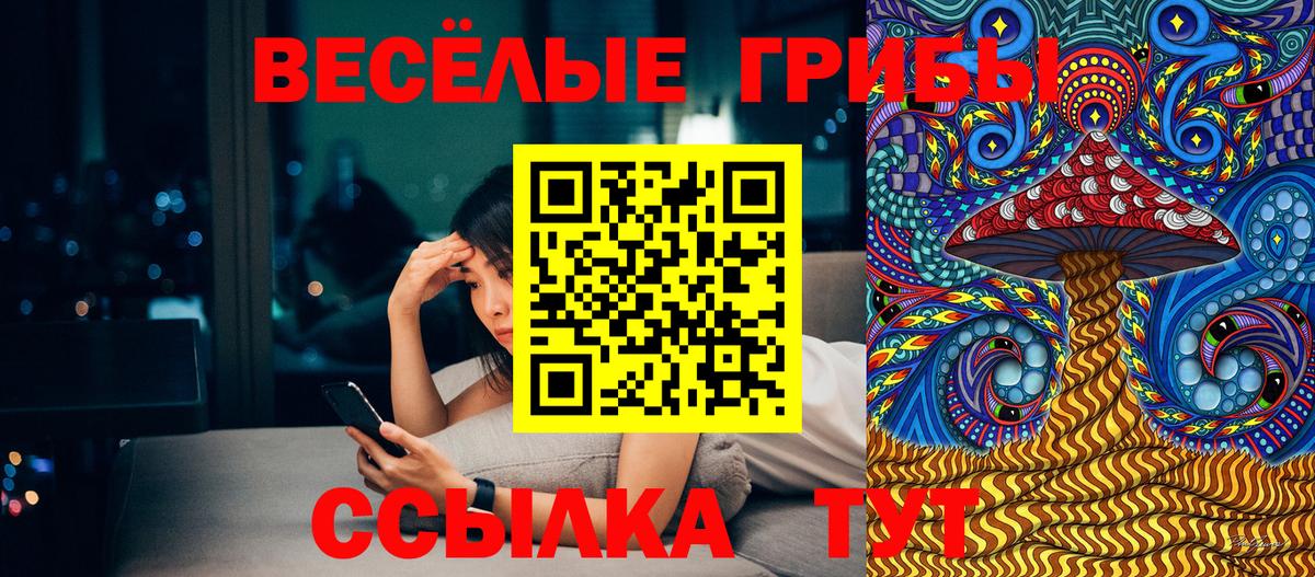 Галлюциногенные грибы Psilocybe Черкесск
